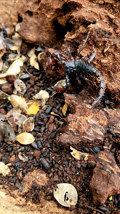 Wow, Scorpions 🦂 can't use hands to catch it #viral #insects #shorts #shortvideo #animals #scorpions