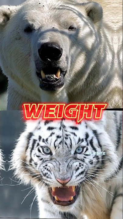 Polar Bear Vs White Tiger #shorts #viral #comparison #tiger #vs #polarbear