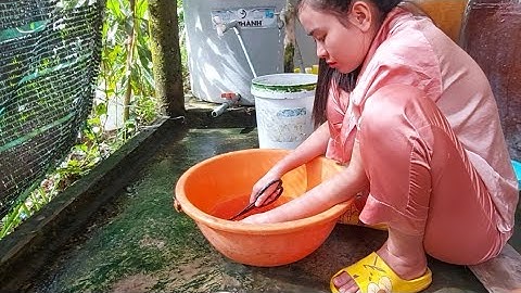 286 . Cách Cắm Câu Cá Lóc Mồi Nhái Đầu Mùa | Đất Long An | Fishing in Việt Nam