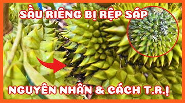 SẦU RIÊNG BỊ RỆP SÁP NGUYÊN NHÂN VÀ CÁCH PHÒNG T.R.Ị NHƯ THẾ NÀO?