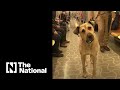 Meet the dog touring Istanbul on public transport