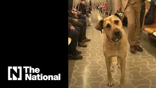 Meet the dog touring Istanbul on public transport