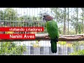 Nanini aves criadouro de marcelo nanini  arara canind  macau tucanos marianinhas papagaios