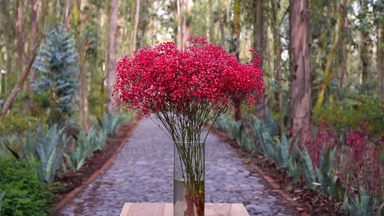 Gypsophila Xlence ™ (Dye Red)