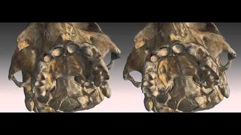 3DSkull - the stereoscopic skull OpenGL