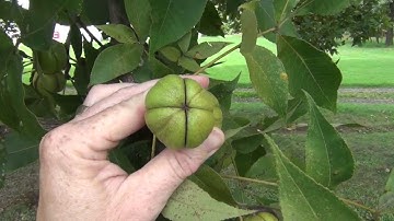 Collecting and Preparing Hickory Nuts