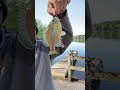 Little guy on the ultra light #freshwaterfish