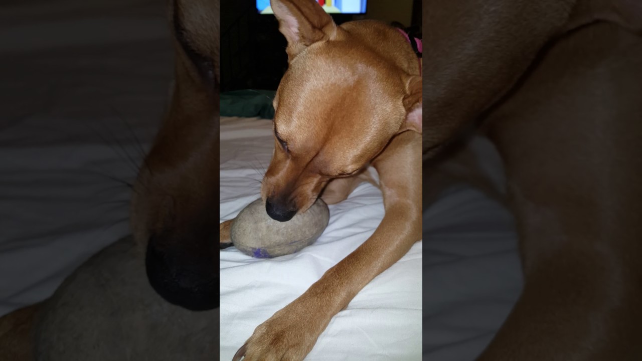 Gracie trying to get beef jerky out of her football - YouTube