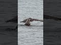 Hungry Osprey struggles to lift huge red salmon from the water. Can the bird do it?