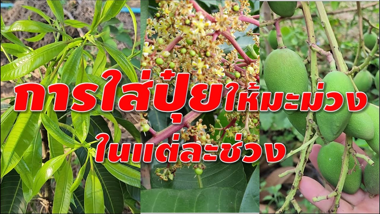 Удобрение манго на разных стадиях развития