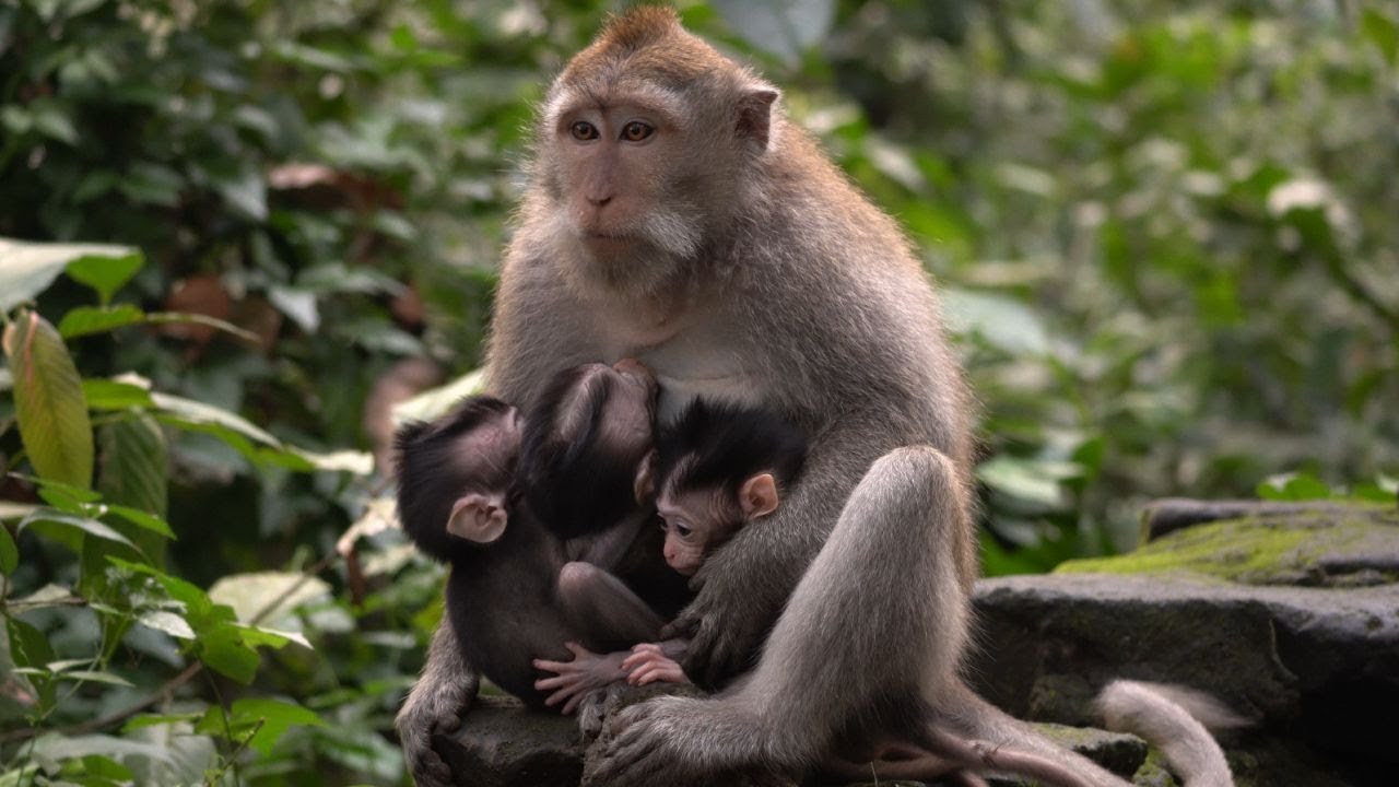 Три обезьянки на руках у матери
