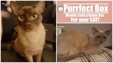 Purrfect Box - Monthly Subscription Box for you CAT!! (Review)