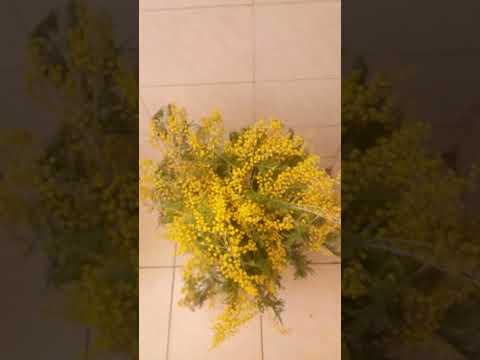 Мимозы 8-мартовские #shorts_video #flowers