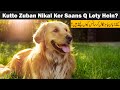Why Do Dogs Pant? | The Science Behind