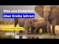 Warum Elefanten keinen Krebs bekommen – und was das für uns bedeutet! | Naturmedizin | QS24