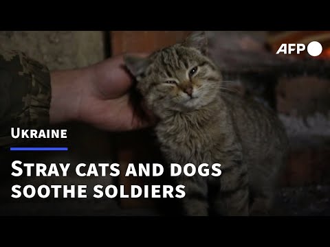 In Ukraine's trenches, strays bring respite to Russia-wary troops | AFP