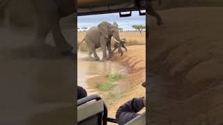 Elephant Saves Baby from Crocodile