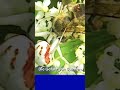 Die Gefahr der Spinne