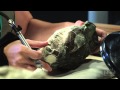 Understanding Extinction and Fossil Studies