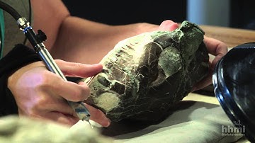 Anthony Barnosky and Kaitlin Maguire Measure Mammal Extinctions | HHMI BioInteractive Video