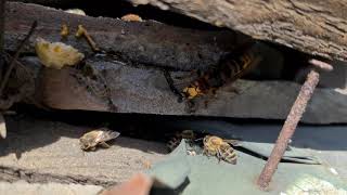 Hornisse (Vespa Crabro) Beim Honig Schlürfen