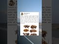There's a caterpillar in Hawaii called the Bone Collector