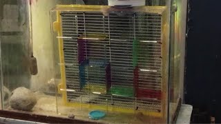 Ask the Aquarist: Octopus Maze Project