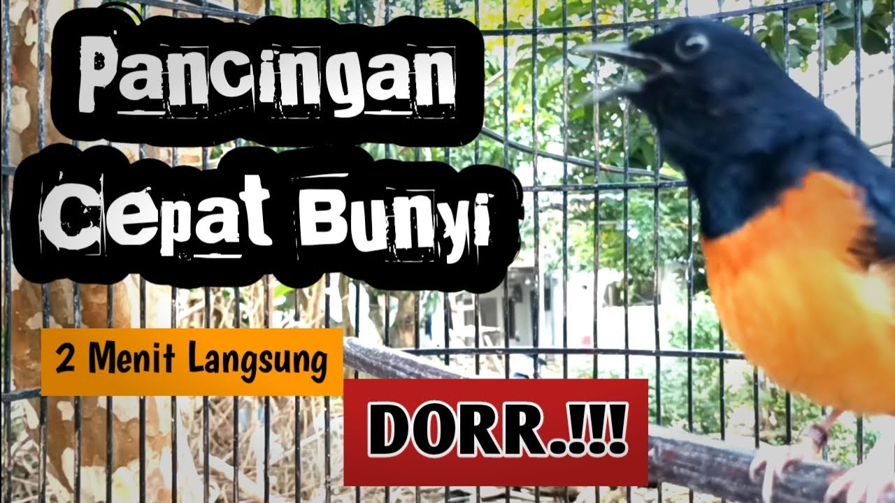 100% AMPUH MEMANCING EMOSI DAN BONGKAR ISIAN DENGAN MURAI BATU ISIAN CILILIN INI