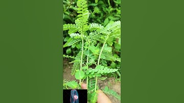 Cây Diệp Hạ Châu – Thần Dược Cho Lá Gan | Công Dụng Chữa Bệnh Kỳ Diệu