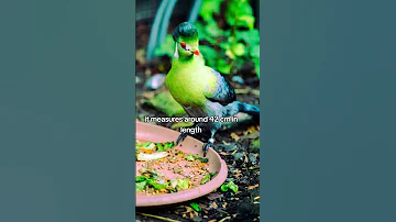 White Cheeked Turaco native to the forests of Ethiopia and Eritrea