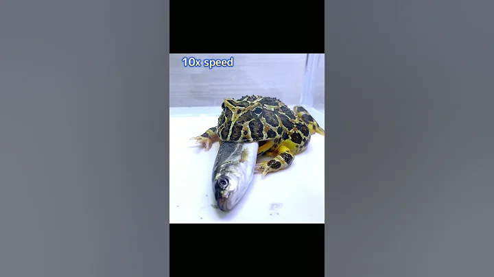 frog eating big fish  #shorts