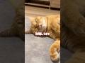 寝ると別人になる猫が可愛すぎました【とらまる】