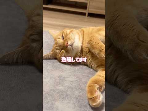 寝ると別人になる猫が可愛すぎました【とらまる】
