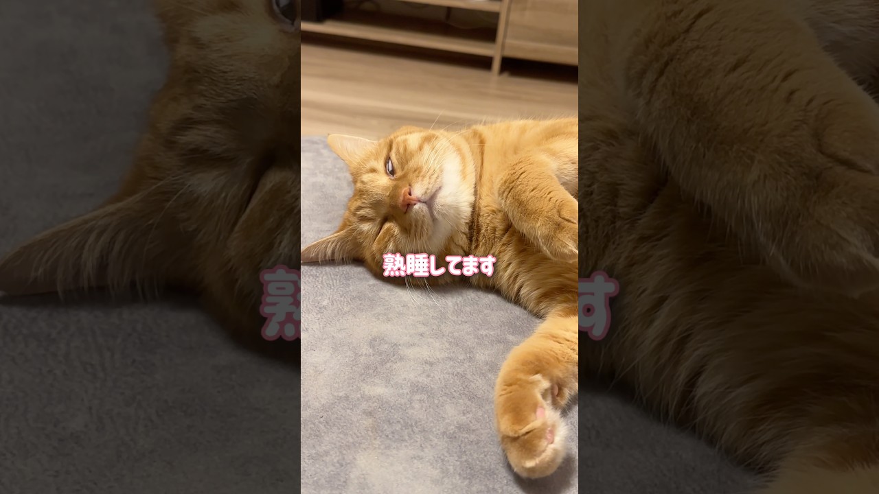寝ると別人になる猫が可愛すぎました【とらまる】