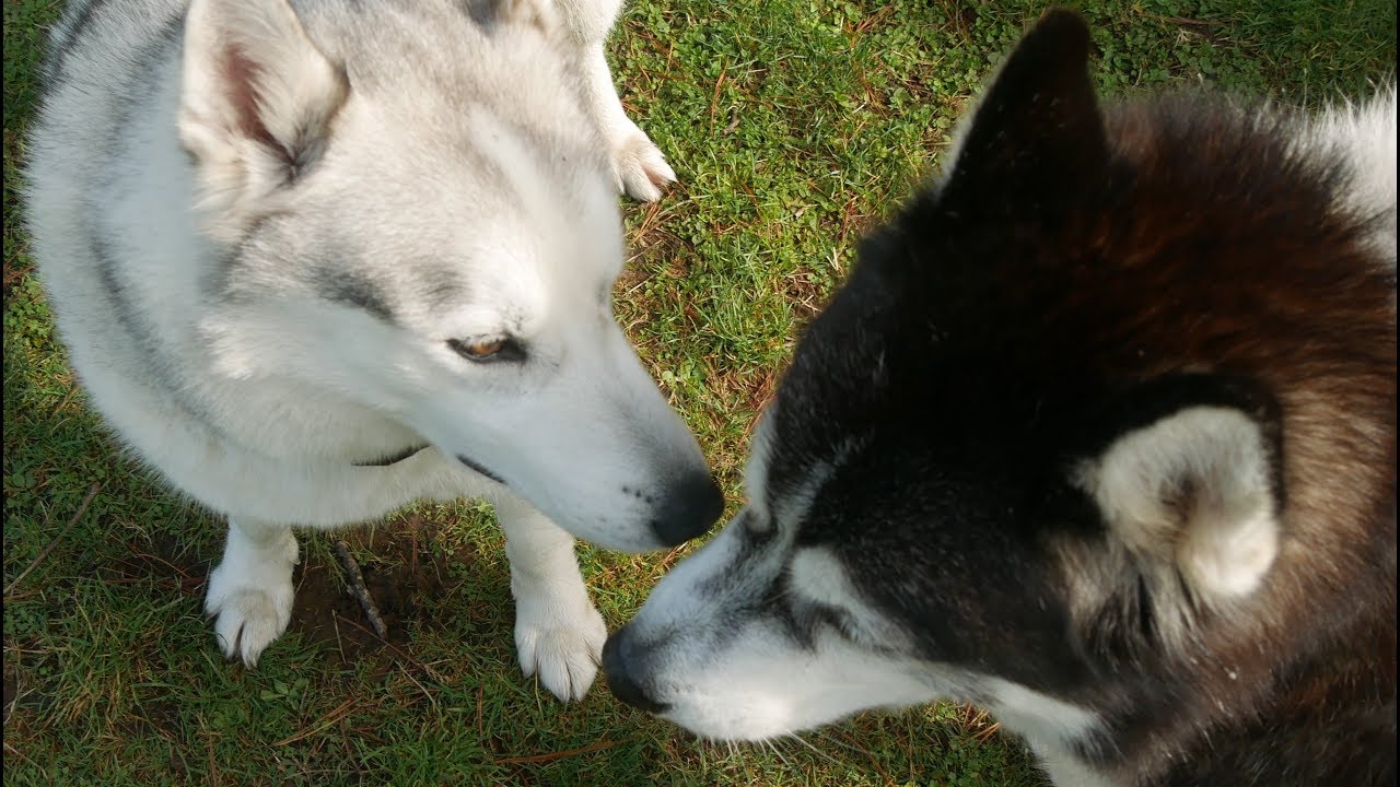 Malamute Sherpa and Husky Nook playtime .. YouTube