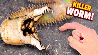 Bobbit Worm BITES! (Eats Fish Alive)