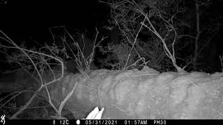 Pine Marten, New Forest, 31 May 2021 by Wild New Forest 96 views 2 years ago 21 seconds