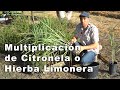 Multiplicación de Citronela o Hierba Limonera.
