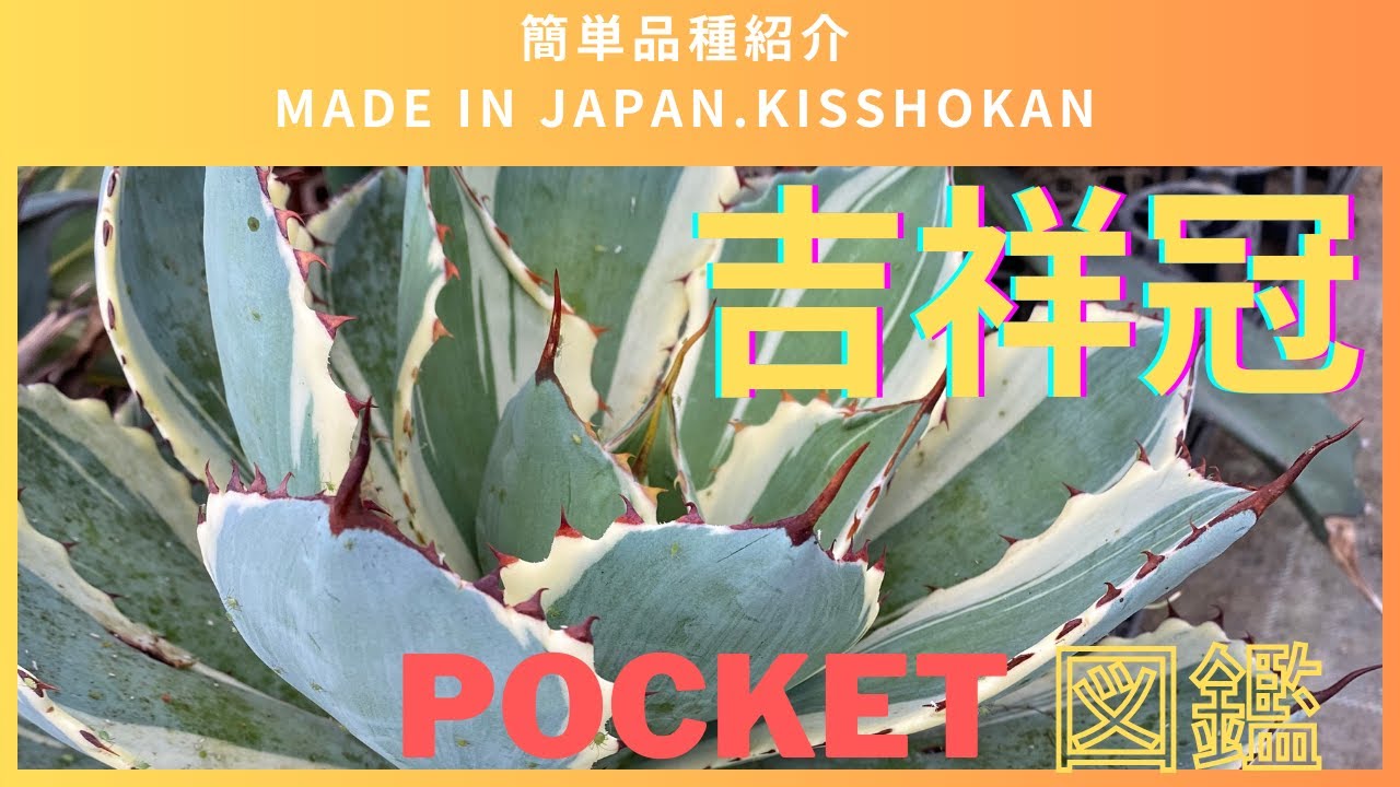 Made in Japan】Kissho Kan is a Japanese-selected Agave. A compact