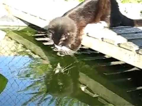 norwegian fishing cat