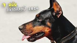 7 สุนัขที่ฉลาดที่สุดในโลกปี 2024