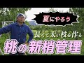 【道法スタイル】夏にやっておこう!桃の新梢管理
