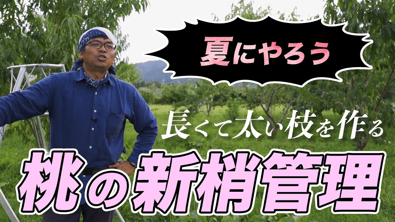 【道法スタイル】夏にやっておこう！桃の新梢管理
