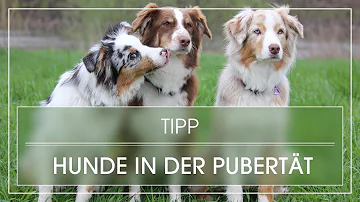 Wie lange ist ein Australian Shepherd in der Pubertät?