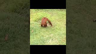 Orangutan Plays With Puddle Then Backflips.