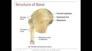 Celebrity Chapter 6 Lecture Video Profile