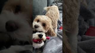 Puppies want lovings and the bone 🦴😅🥰❤️🐶🐾 by Loki and Luna No views 21 minutes ago 1 minute, 28 seconds