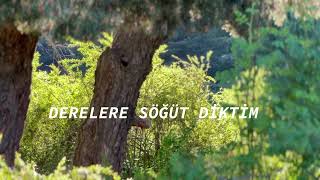 Derelere Söğüt Diktim