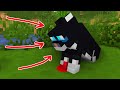 Monster School : DOG SAVES WOUNDED BABY KITTEN - Wolf Life Animation