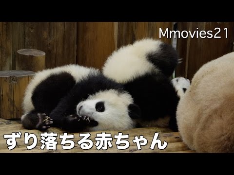 Mom Twin Babies Panda Sleepy 眠たいよ パンダの赤ちゃん 桜浜 桃浜 Youtube Mom Twin Babies Panda Sleepy 眠たいよ パンダの赤ちゃん 桜浜 桃浜 Youtube